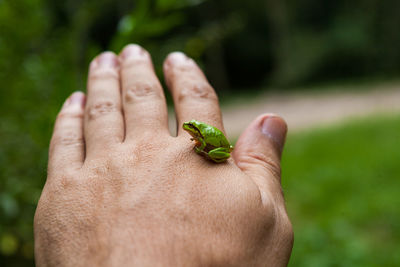 Little green frog on man hand