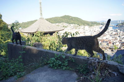 View of an animal on landscape