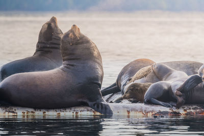 Close-up of sea lions in sea