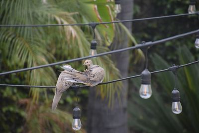 Birds perching on a bird feeder