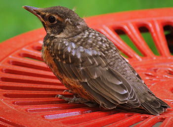 Close-up of bird perching