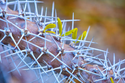 Close-up of dry plant