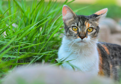 Portrait of cat on field