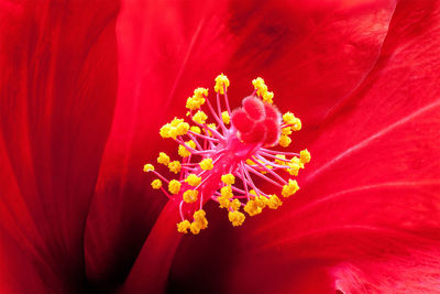 Close-up of red flower