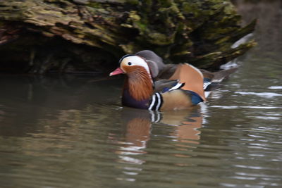 Duck swimming in lake