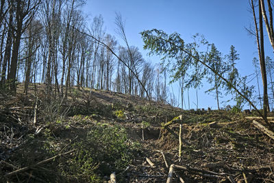 Low angle view of trees on field against sky