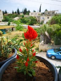 Close-up of red flowering plant in car