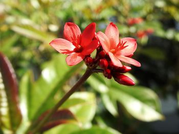 Close-up of red flowering plant