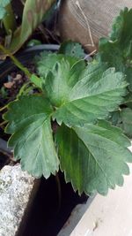 Close-up of fresh green leaf