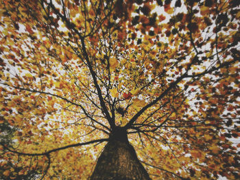 Low angle view of flowering tree during autumn