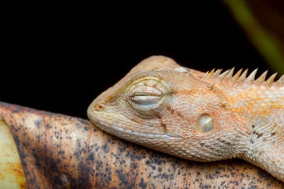 Close-up of lizard on black background