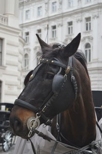 Close-up of a horse