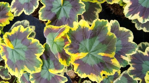 Close-up of fresh green leaves on plant