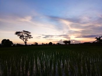 Scenic view of field against sky during sunset