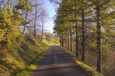 Road passing through forest