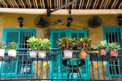 Potted plants on balcony