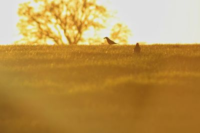 Silhouette of people on field at sunset