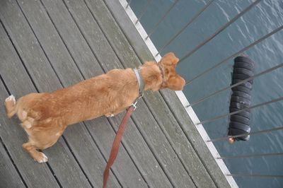 Low section of man with dog walking on pier