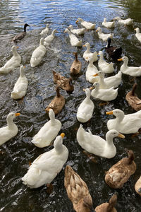 High angle view of swans swimming in lake