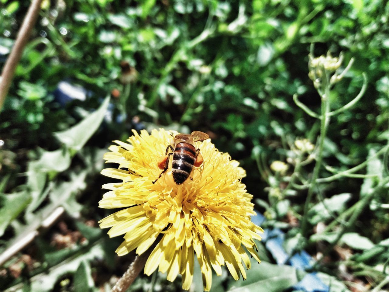 invertebrate, animal themes, insect, flower, animal wildlife, animals in the wild, flowering plant, animal, one animal, bee, beauty in nature, plant, petal, flower head, fragility, close-up, yellow, growth, vulnerability, focus on foreground, pollination, no people, outdoors, bumblebee, pollen