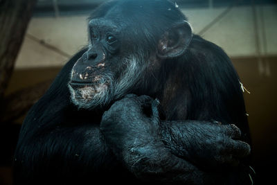 Close-up of chimpanzee in zoo