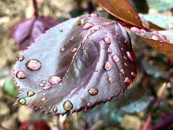 Close-up of raindrops on leaves