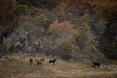 Horses in a forest