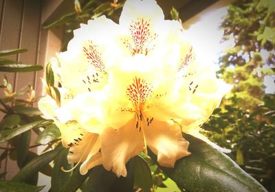 Low angle view of flowers