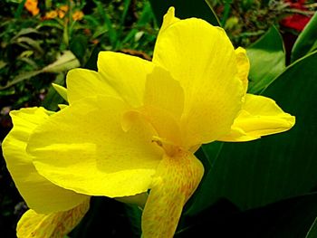 Close-up of yellow flower