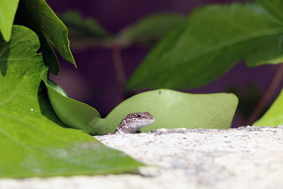 Close-up of lizard on leaf