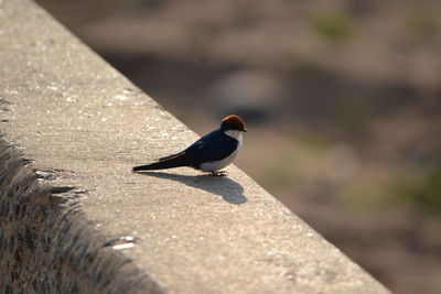 Bird perching on retaining wall