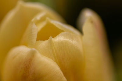 Close-up of yellow rose flower