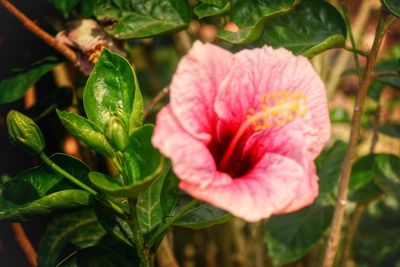 Close-up of pink hibiscus blooming outdoors