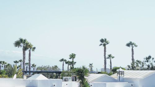 Palm trees and building against sky
