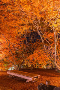 Trees in forest during autumn