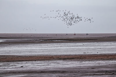 Birds flying over beach