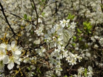 Close-up of white cherry blossoms in spring