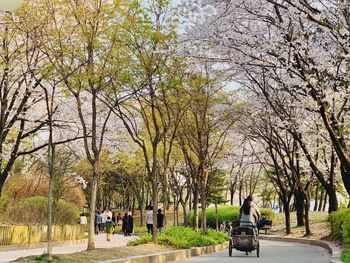 People walking on footpath in park