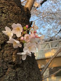 Close-up of blooming tree