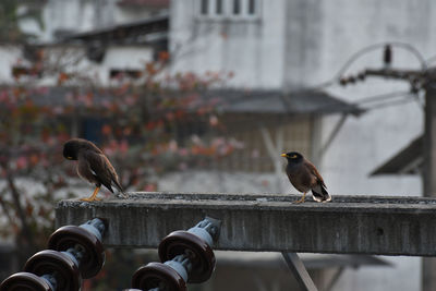 Close-up of bird perching outdoors