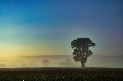Single tree in field in foggy weather
