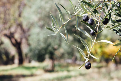 Close-up of black berries hanging on tree