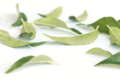 Close-up of leaves against white background