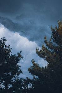 Low angle view of trees against sky