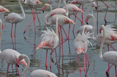 Side view of flamingoes in water