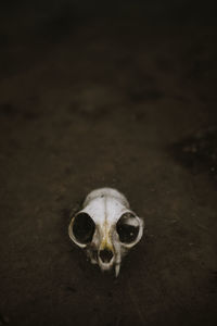 Close-up portrait of animal skull