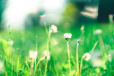 Close-up of dew on grassy field