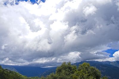 Low angle view of trees against sky