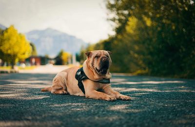 Close-up of dog lying on road