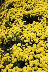 Close-up of yellow flowers blooming in field